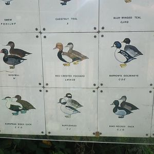 Waterbird species identification sign at Regents Park, London