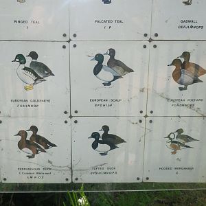 Waterbird species identification sign at Regents Park, London