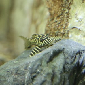 Hypancistrus ID