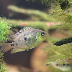 Cichlid ID