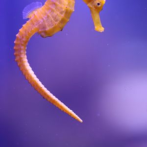 Common seahorse (Hippocampus kuda)