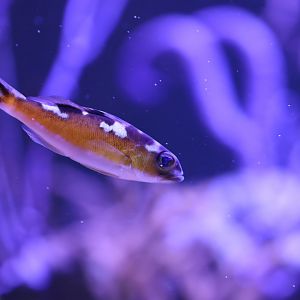 Tobaccofish (Serranus tabacarius)