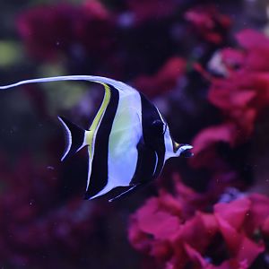 Moorish idol (Zanclus cornutus)