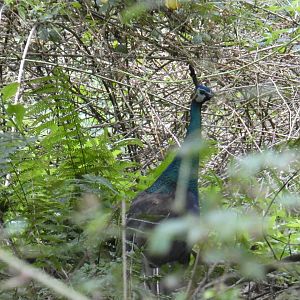 Javan green peafowl