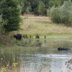 Water buffalo wallowing