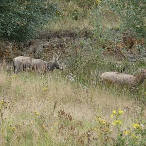 Pere David's deer by lake