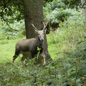 Pere David's deer
