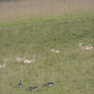 Blackbuck herd