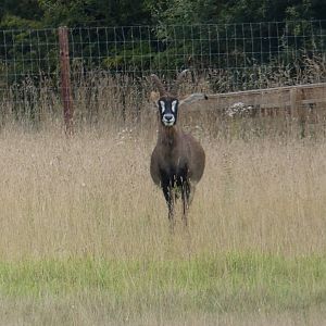 Roan antelope