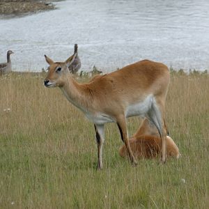 Kafue flats lechwe