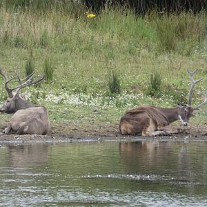 Pere David's deer and White-lipped deer stags