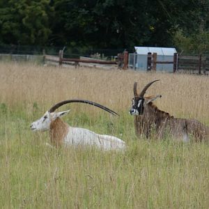 Scimitar-horned oryx and Roan antelope