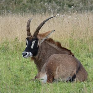 Roan antelope laying down