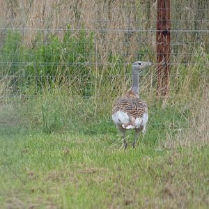 Great bustard