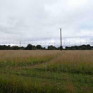 Great bustard enclosure