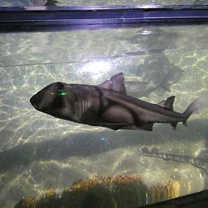 Port Jackson shark