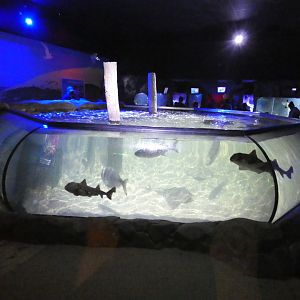 Bay of Rays exhibit