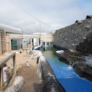 Humboldt's penguin and Inca tern enclosure