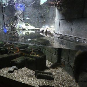 Cuvier's dwarf caiman enclosure