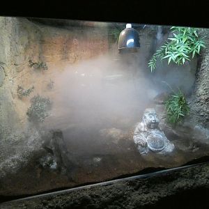 Cane toad enclosure