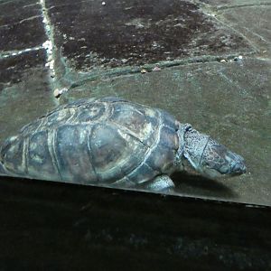 African helmeted turtle