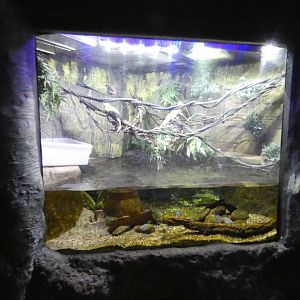 Chinese water dragon enclosure