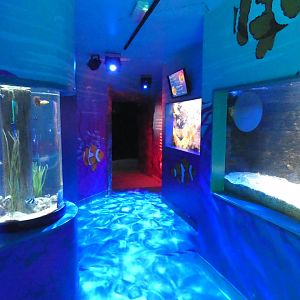 Clownfish kingdom exhibit