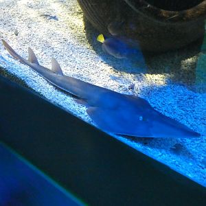 Black-chinned guitarfish