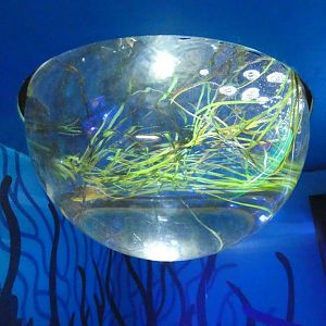 Cardinalfish display