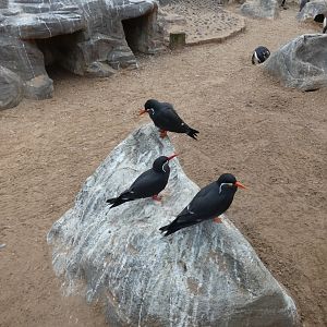 Inca tern