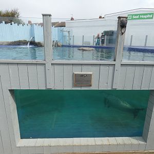 Seal underwater viewing
