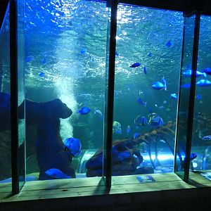 Main tank viewing area