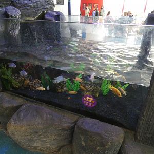 Cichlid display