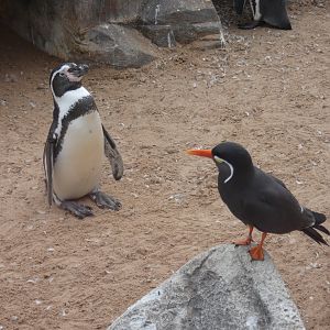 Humboldt's penguin and Inca tern