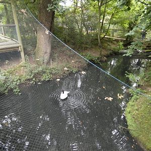 Waterfowl enclosure