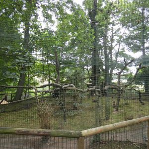 Ocelot enclosure