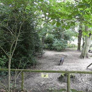 Collared peccary enclosure
