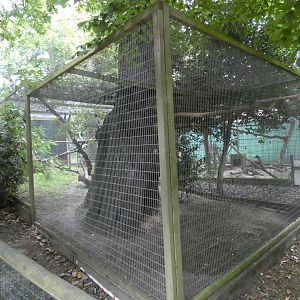 Jaguarundi enclosure