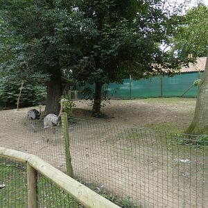 Greater rhea enclosure