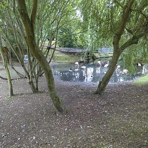 Chilean flamingo enclosure