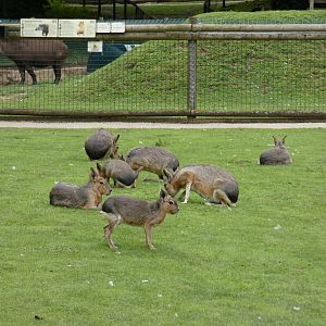 Free-ranging Patagonian mara