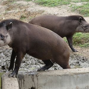 Brazilian tapir