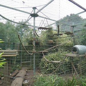 Ring-tailed coati enclosure