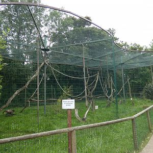 Geoffroy's spider monkey enclosure