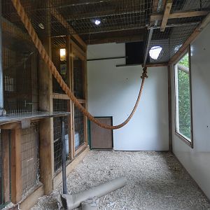 Geoffroy's spider monkey indoor enclosure