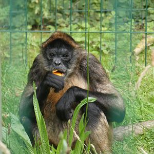 Geoffroy's spider monkey