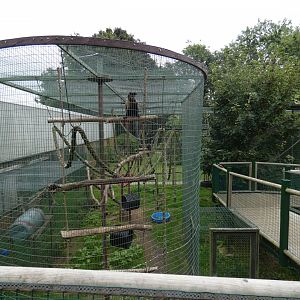 Tufted capuchin enclosure