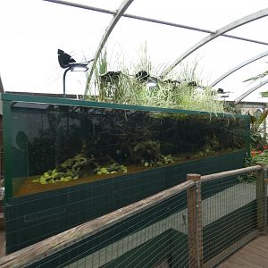 Fish tank in tropical house
