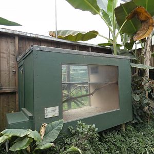 Tufted capuchin indoor enclosure