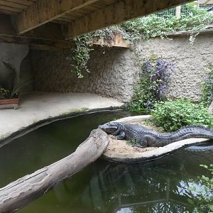Spectacled caiman enclosure
